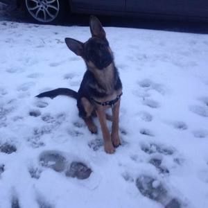 Meet your Posher, Max